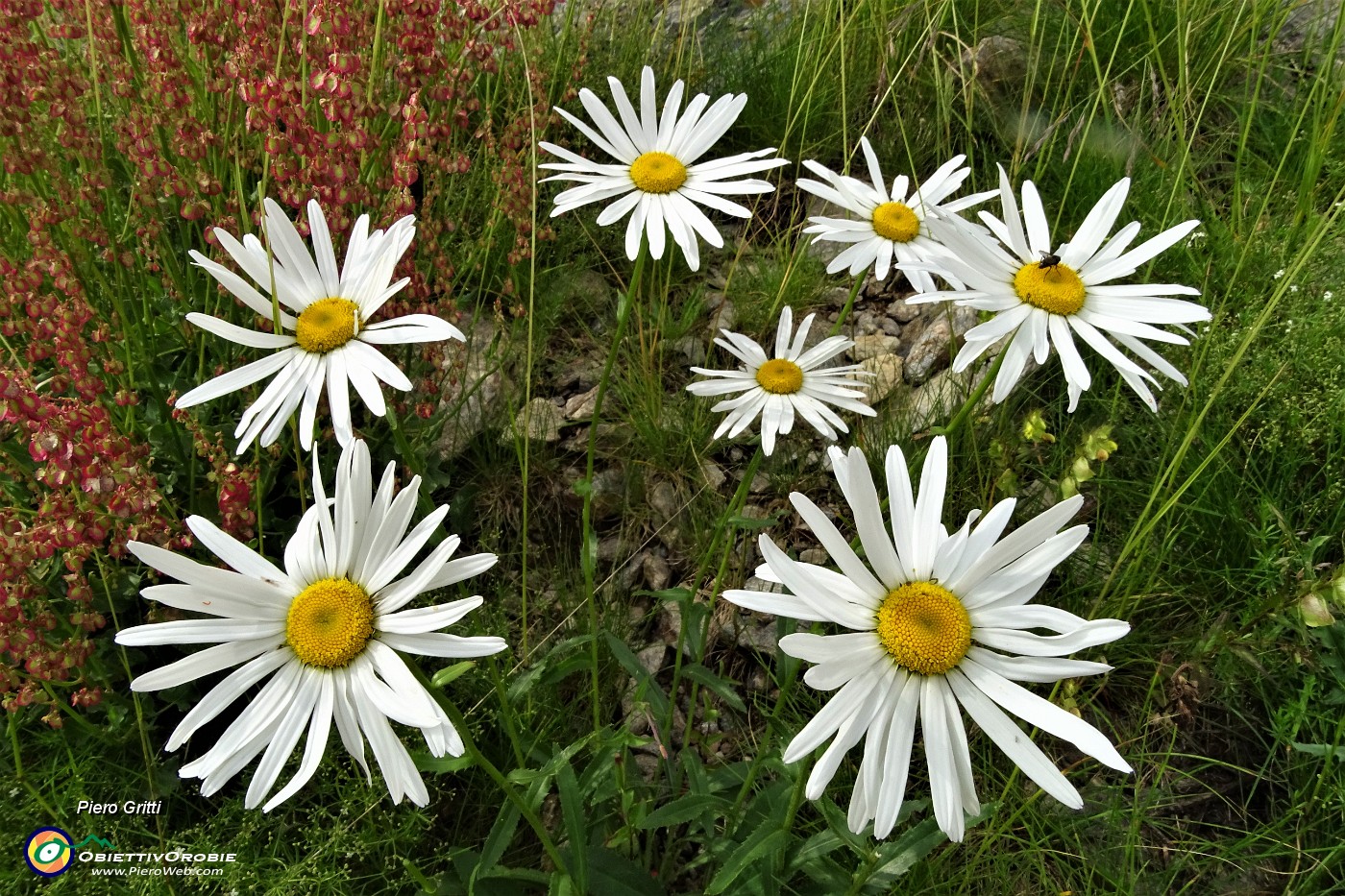 93 Margherite (Leucanthemum vulgare).JPG